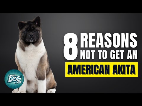 8 Reasons Why You Should Not Get an American Akita