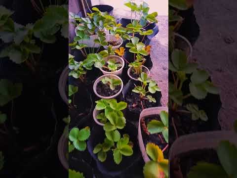 Strawberry Plants #strawberryplants #strawberrygrowing