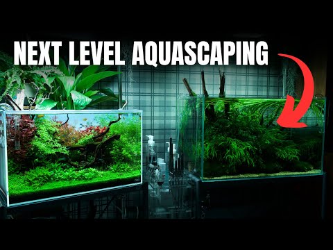 I SAT DOWN WITH ONE OF THE BEST AQUASCAPERS IN THE UK🇬🇧