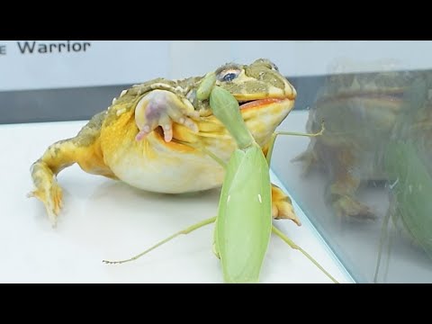 The original bullfrog also has intelligence ~ bullfrog high quality male predation video 牛蛙高质量雄性捕食视频