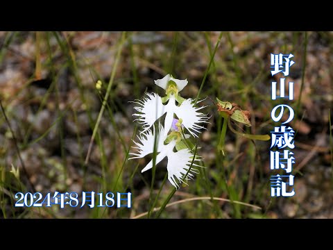 野山の歳時記　湿地や田の畦で咲いていた花など　2024年8月18日