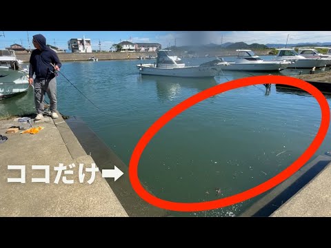 たった１箇所ハゼが居る場所を見つけたら爆釣だった