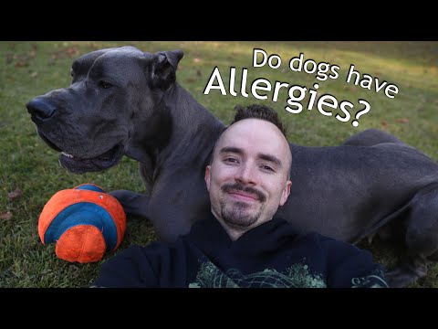 Roxy Struggles with Allergies