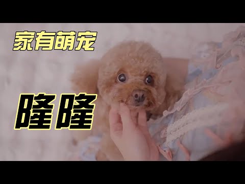 地球不止属于人类，家有萌宠 #日常vlog #萌宠