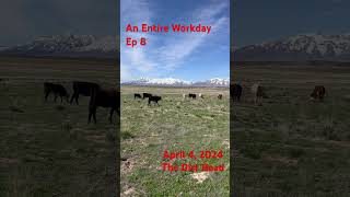 An Entire Workday Ep 8 #funatwork #talesfromwork #ranching #cows