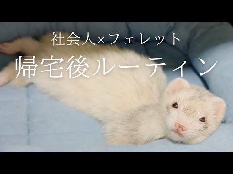 【フェレットとの暮らし】仕事終わりは真っ直ぐ帰宅しフェレットを愛でる【ferret#1768】