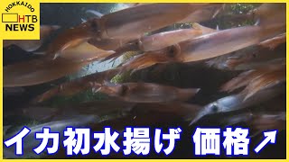 函館スルメイカ初水揚げ　観光需要で高値の取引　分布密度は2001年以降4番目の低さ