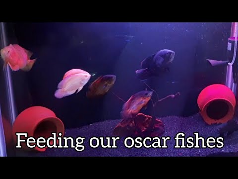 Feeding our oscar Fishes