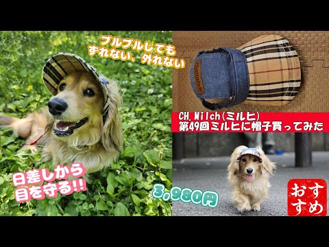 第49回ミルヒに帽子買ってみた #ダックスフンド  #カニンヘンダックス　#子犬　#ミニチュアダックス  #犬のいる生活 　#犬のおもちゃ #ペット動画  #dog #cutedog