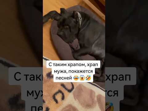 Спящая собака храпит 💤