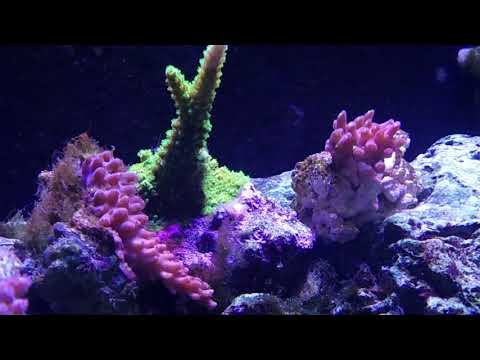 - Tony Nguyen 210 reef tank ( SPS fusion closer look)