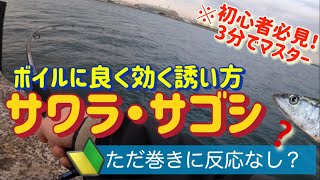 サワラやサゴシのボイル狙い！ただ巻きで釣れないときの誘い方！