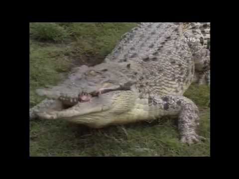 Crocodiles in Darwin Harbour, 1995.  NFSA title 284693