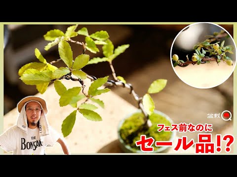 [Beginner] Create a bonsai from items on sale. [Bonsai Q]