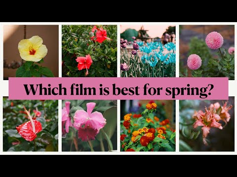 Flower Photography: Best Film Stock for Spring