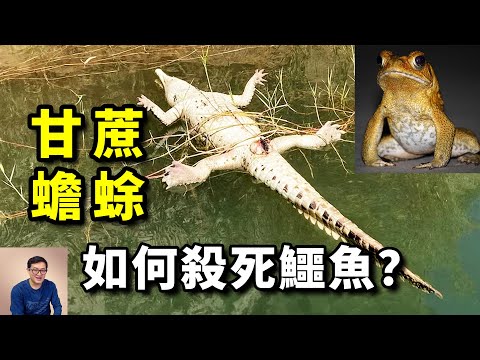 為什麼蟾蜍竟然成了鱷魚的「天敵」？世界上破壞力最大的動物之一，澳大利亞甘蔗蟾蜍已無法阻擋……【老肉雜談】#動物 #物種入侵 #蟾蜍 #甘蔗蟾蜍 #世界百大入侵物種