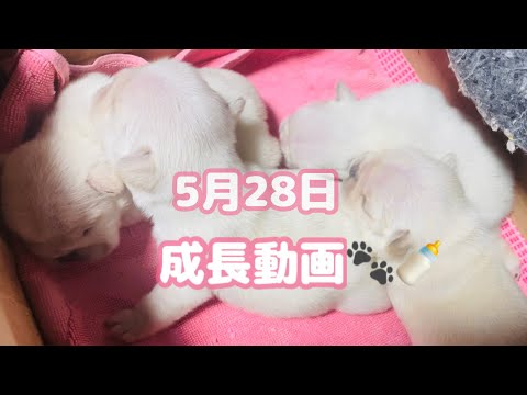 【フレンチブルドッグ】5月28日に産まれ🍼🐾　生後１週間の様子をお見せします！