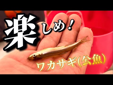 ワカサギ（公魚）サクラマス（桜鱒）を求めて！楽しめ急坂下り！