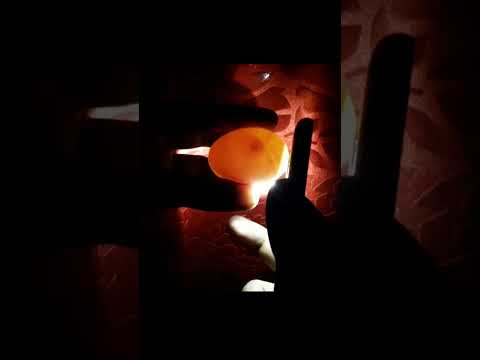 CANDLING CHICKEN EGGS DAY 6 #Viral #Shorts