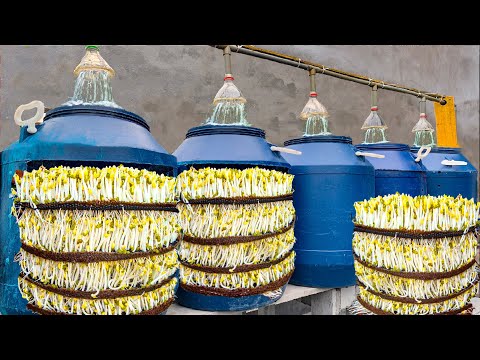 Grow Bean Sprouts Using This Method, You can harvest all year round - Bean Sprouts growing at home