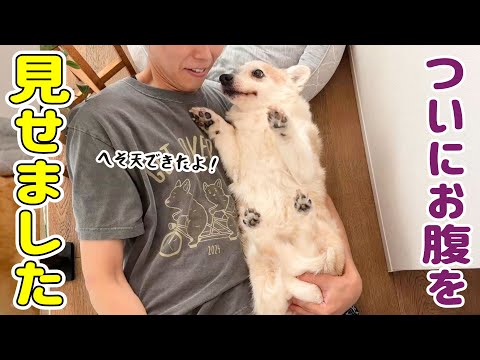 普段絶対にお腹を見せない愛犬がへそ天しました！！【飼い主大歓喜】