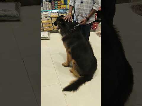 Big German Shepherd dog after Grooming #germanshepherd #shepherd #dog #doglover #dogshorts #dogs#pet