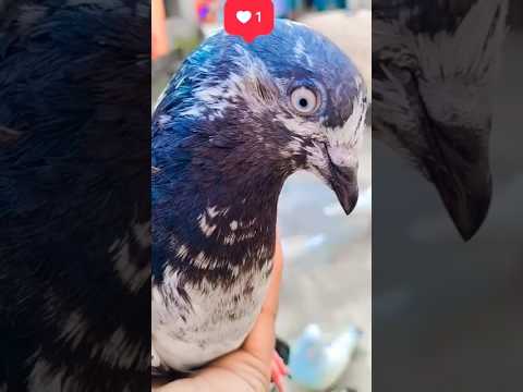 Rampuri kabutar🕊️ #kabootar #foryoupigeons#youtubeshorts#kabutar #kabutarbazi#flypigeon #short