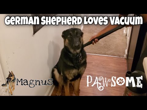 German Shepherd Enjoys Being Vacuumed