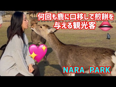 何回も鹿に口移しで煎餅を与える観光客🫎NARA  PARK