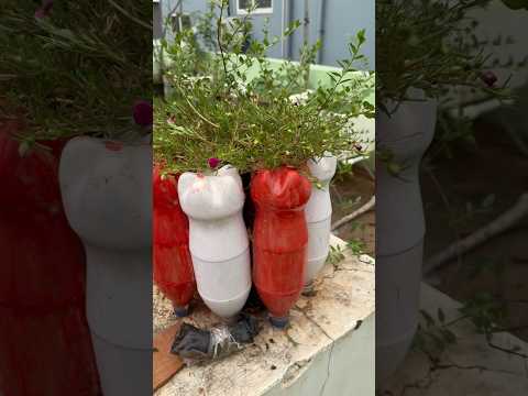 Terrace Gardening #gardening #terracegarden #terracegardening #youtubeshorts