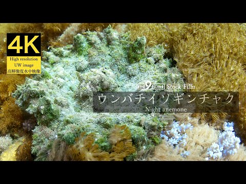 【4K 水中映像】ウンバチイソギンチャク / Night anemone / Phyllodiscus semoni