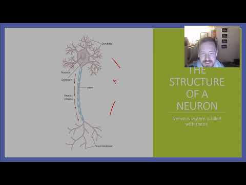 PSYC 341 - Chapter 2: Neural Basis for Cognition