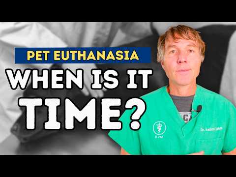 End-of-Life Decisions: Dr. Andrew Jones' Guide to Recognizing the Right Time for Pet Euthanasia