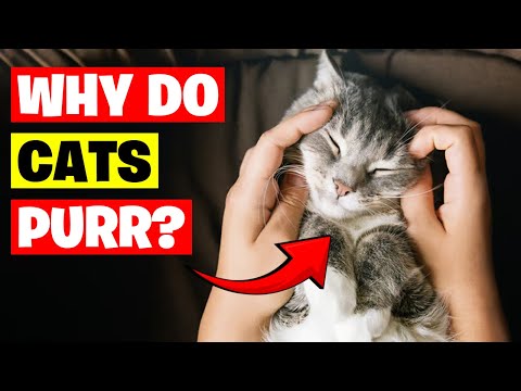 Why Cats Purr Explained: The Science Behind Your Feline Friend's Rumble