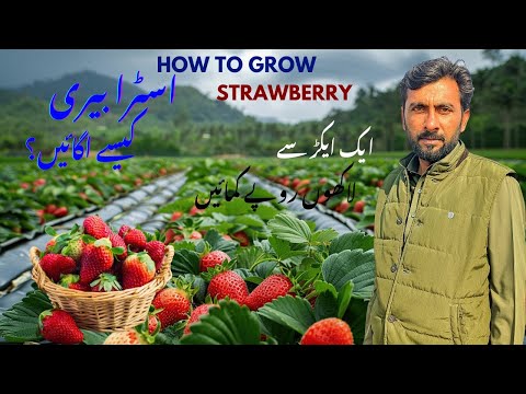 How To Grow Strawberry 🍓 | اسٹرابیری اگانے کا طریقہ | DAAD'S AGRI FARM