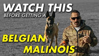 The Truth About Owning A Guard Dog | Belgian Malinois