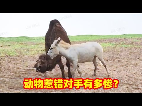 动物惹错对手会发生什么？直接被反杀了