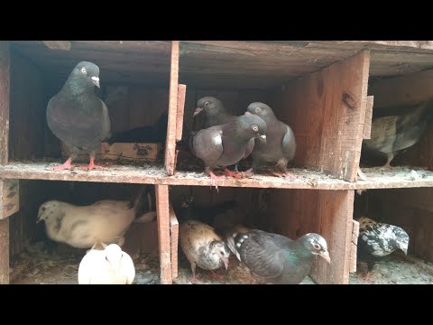 Pigeon Chicks Update in tamil | தமிழில் |  #PigeonChicks #ChicksGrowth #puravalarpu