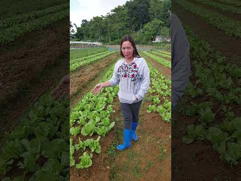 Empowering Cebu Farmers: The Inspiring Journey of Ligaya Miras with Jollibee Group Foundation