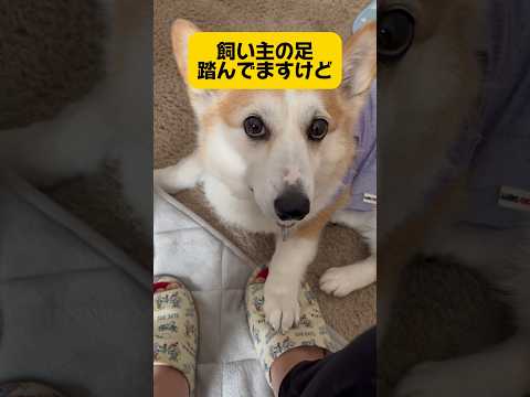 ぱんちゃんに足踏まれてる飼い主〜😂💦#ぱんちゃん #コーギー #わんこ動画 #犬動画 #コーギー大好き #いぬすたぐらむ #いぬのいる生活 #いぬのきもち #わんことの日常 #わんこ #いぬ #犬