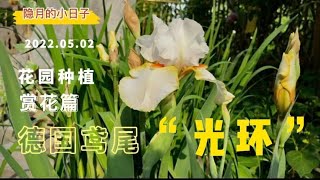 院子养花：德国鸢尾“光环”花开！鸢尾为啥会消苞？为啥还有种植两年未开花隐月的小日子