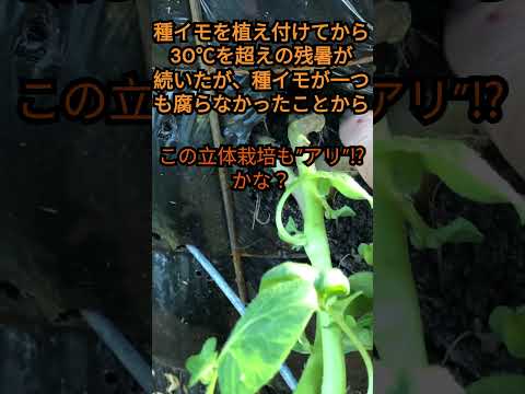 秋ジャガイモ(立体栽培) 　種イモ植え付けから３４日の様子！