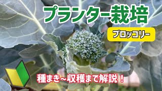 【野菜】ブロッコリーのプランター栽培