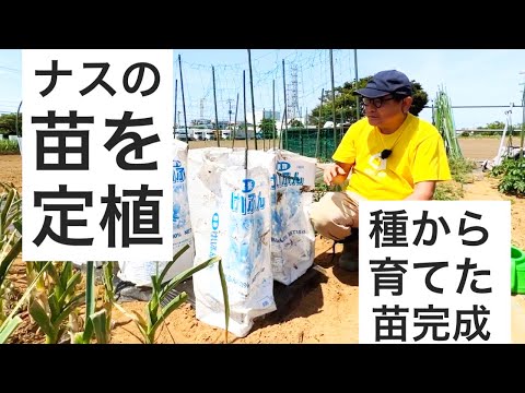 ナスの苗を本床に定植する作業