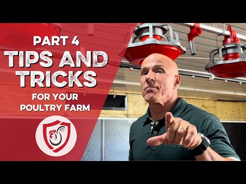 Tips and Tricks that YOU Need to Know as a Poultry Farmer!