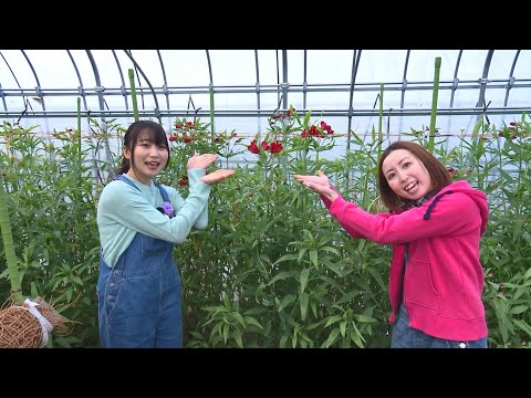 「Fresh Vegetable」青森県産アルストロメリアを紹介♪