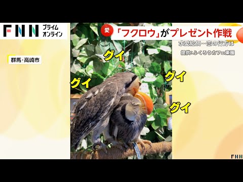 フクロウの恋愛事情がSNSで大バズり！オスがグイグイおもちゃプレゼントで彼女をゲット