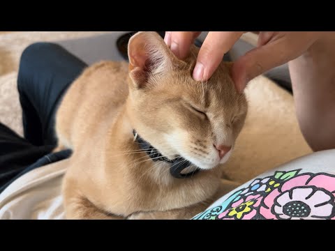 Royal Boi demands head massage from his servant