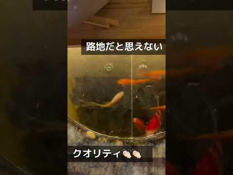 【 京都 】~先斗町~ 路地に水族館！？🐠　#shorts #aquarium