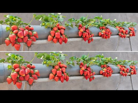 Surprised with how to grow strawberries in plastic tubes | Big, sweet and fruity